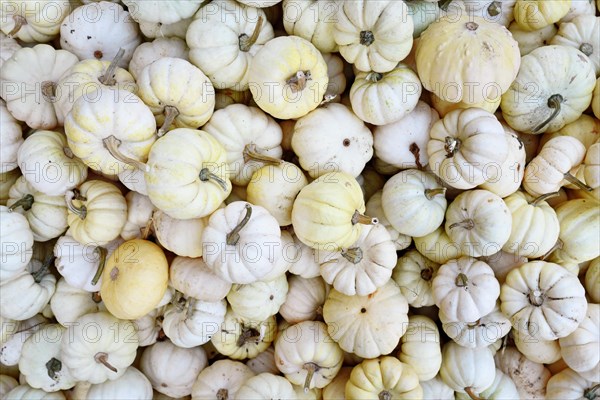 Top view of many small white Baby Boo pumpkins