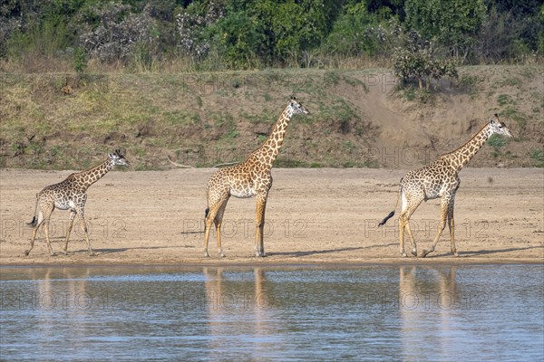 Rhodesian giraffe