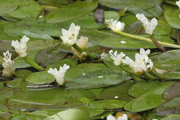 Cape-pondweed