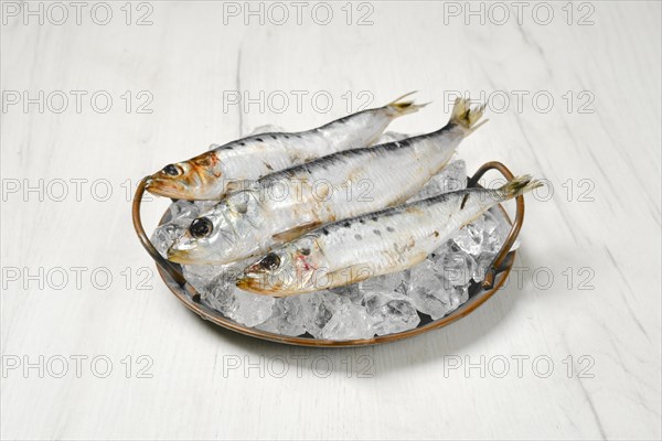 Fresh iwashi herring fish on a plate with ice cubes