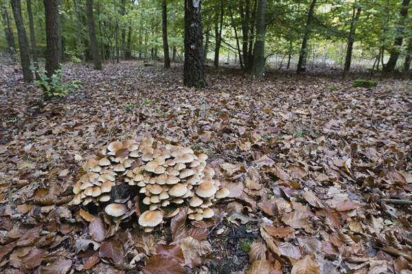 Sulphur tufts