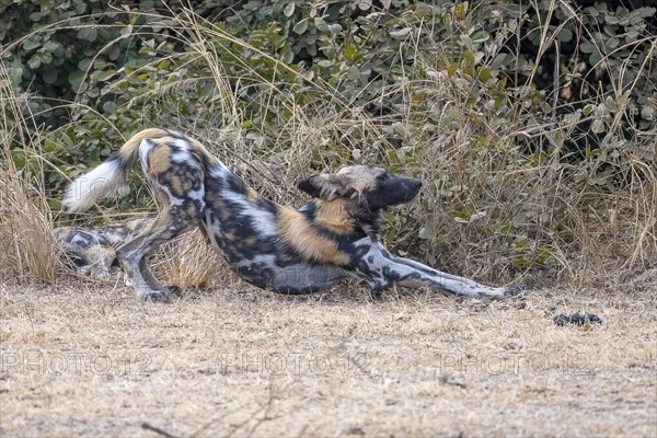 African wild dog