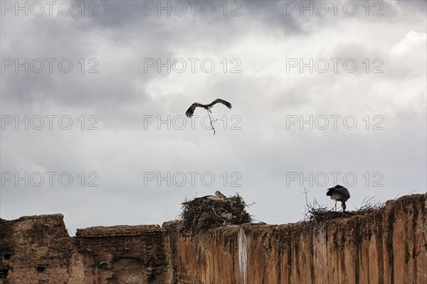 White Stork