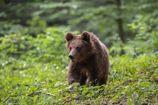 European brown bear