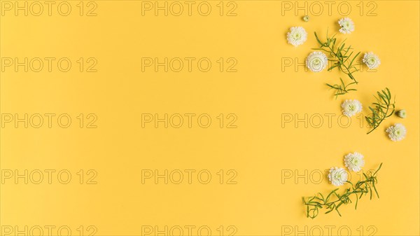 White chrysanthemum flowers leaves yellow card. Resolution and high quality beautiful photo