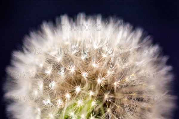 White Dandelion flower on black background