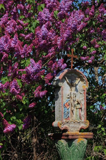 Wayside shrine in front of flowering lilacs near Hilders in the Rhoen