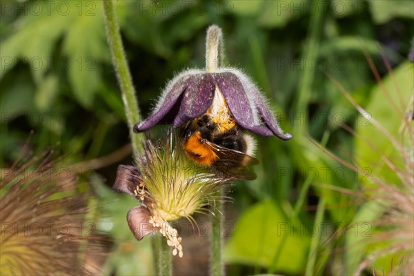 Black meadow pasque flower purple flower with bumblebee