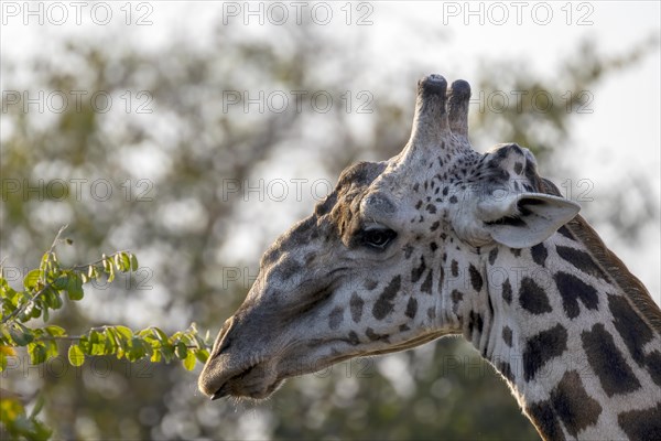 Rhodesian giraffe