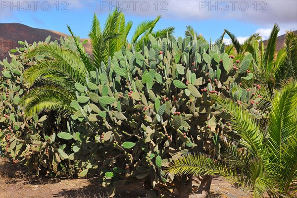 Cactus pears