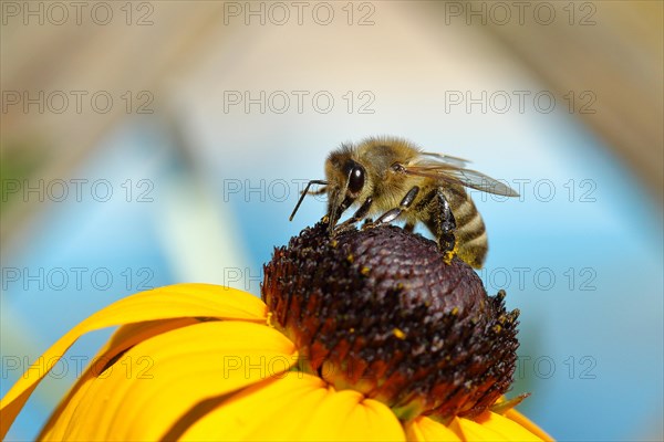 European honey bee