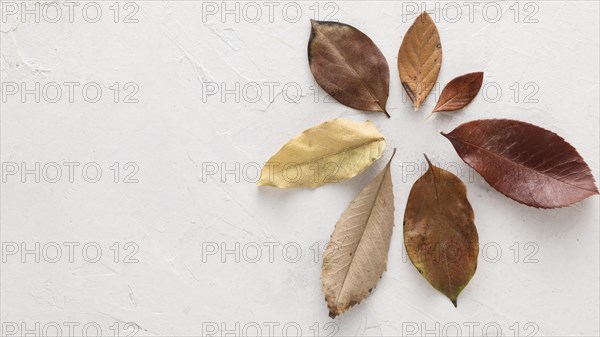 Top view dry autumn leaves with copy space. Resolution and high quality beautiful photo