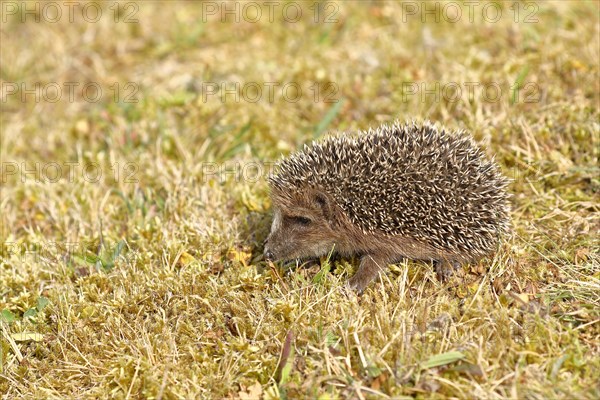 European hedgehog