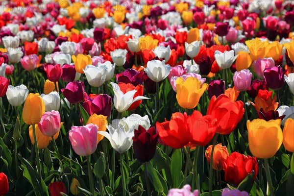 Many colourful tulips in one area