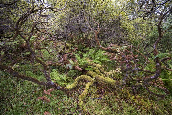 Forest with ferns in autumn