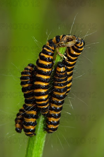 Cinnabar Moth several caterpillars hanging on green stalks