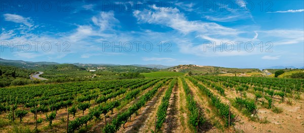 Wineyard with grape rows. Crete island