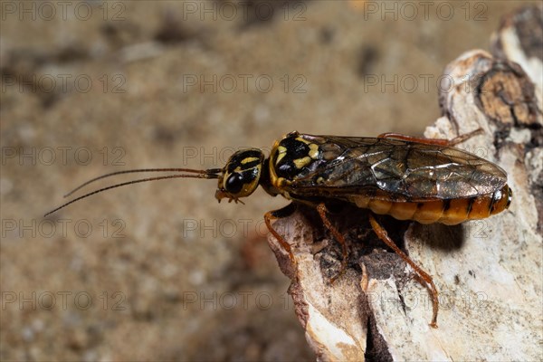 Large pine spider wasp sitting on tree trunk seen left