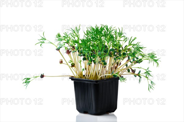 Fresh microgreens. Sprouts of lupine isolated on white background