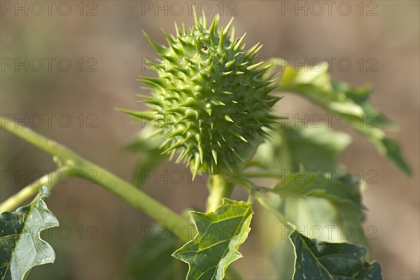 Jimson weed