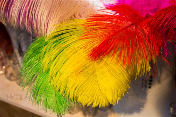 Beautiful bird feathers for decorative purposes