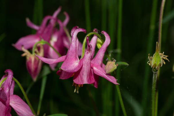 Wood columbine a few opened purple flowers next to each other