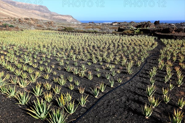 Aloe Vera Plantation at Orzola