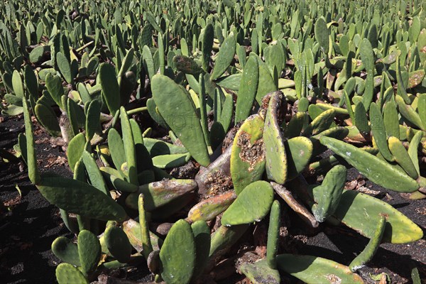 (Opuntia) plantations for the breeding of the cochineal scale insect, near Guatiza, Lanzarote, Canary Islands, Spain, Europe