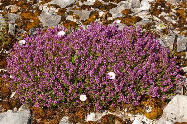 Real thyme cane with many purple flowers in stone surface