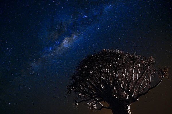 Milky Way with Quiver Tree