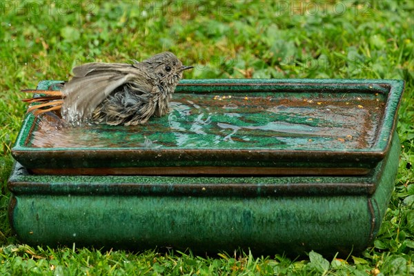 House Redstart in table with water standing in green grass bathing with water drop right looking