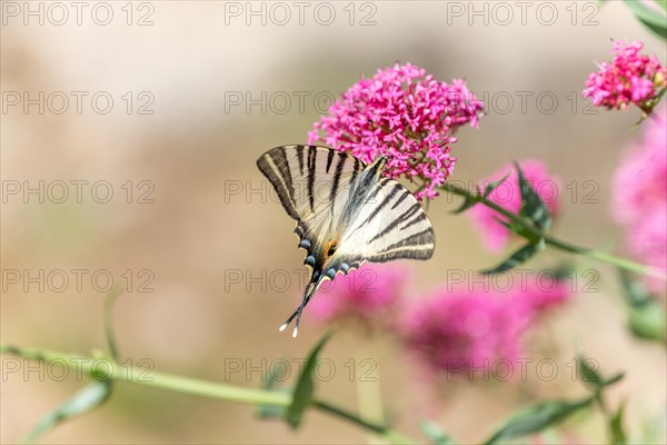 Scarce Swallowtail