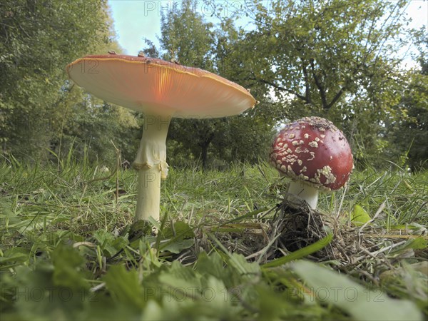 Fly agarics