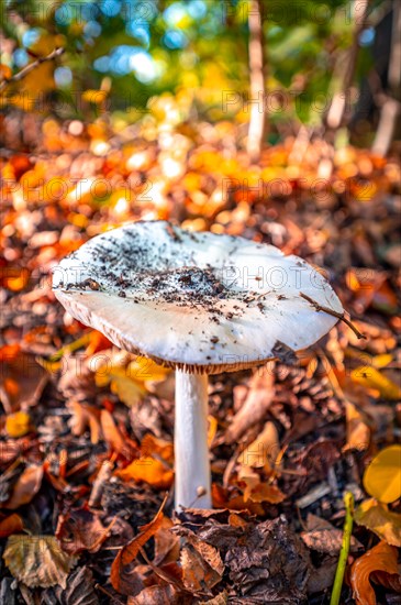 The spring tuber leaf fungus