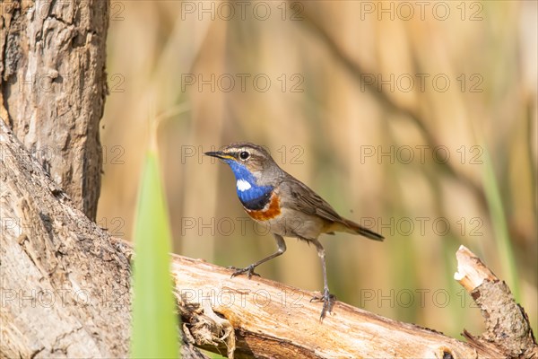 White-spotted bluethroat