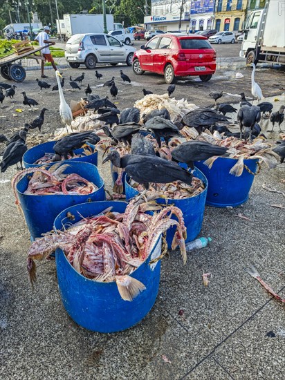 Vulturs eating fishbones in the market area of Belem