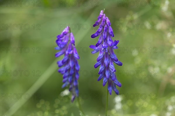 Bird's vetch