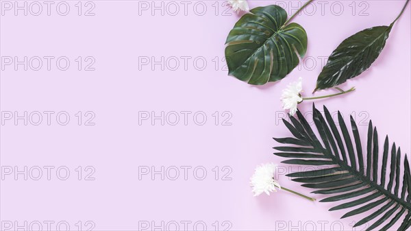 Elevated view white flowers artificial green leaves purple background