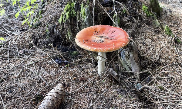 Fly agaric