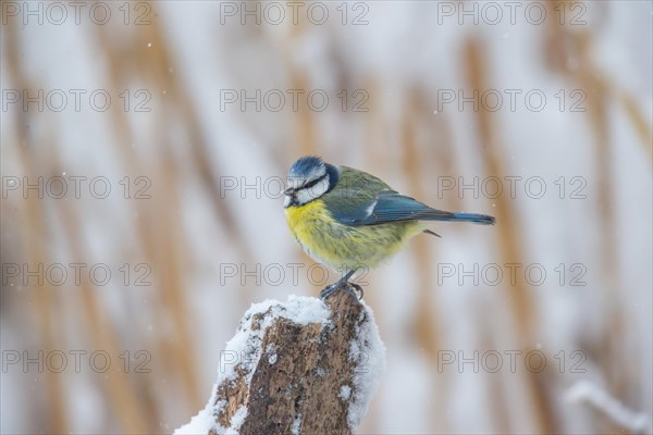 Blue tit