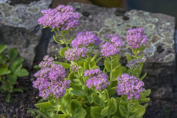 Common stonecrop