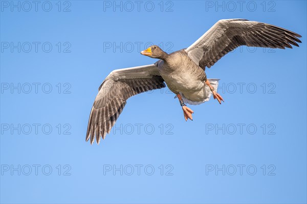 Flying greylag goose