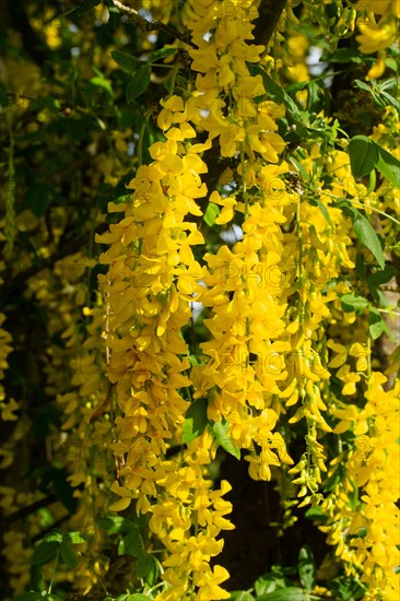 Golden rain some flower panicles with several open yellow flowers