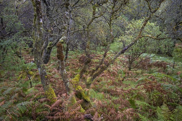 Forest with ferns in autumn