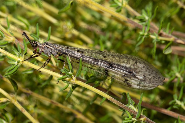 Spotted Ant Damselfly with closed wings hanging on green stalks seen on the left