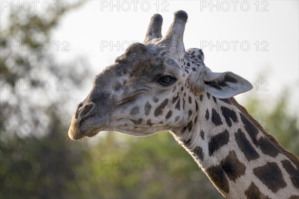 Rhodesian giraffe