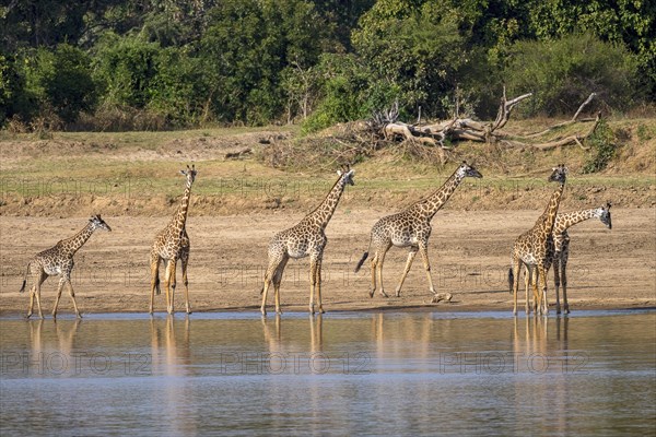 Rhodesian giraffe