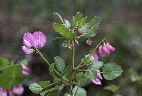 Round-leaved restharrow