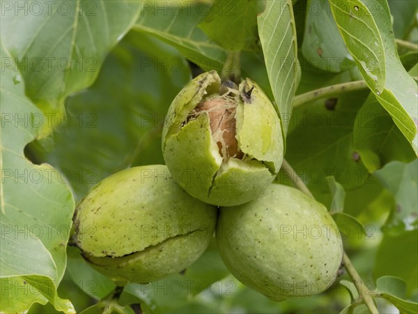 Ripe persian walnut