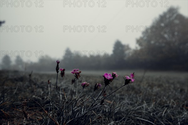 Wood pinks